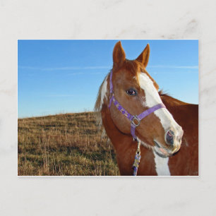 Blinkisch in Nebraka Postkarte