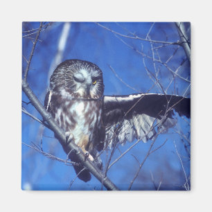 Blinzeln der Eule Magnet