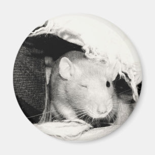 Blinzeln der Ratte Magnet