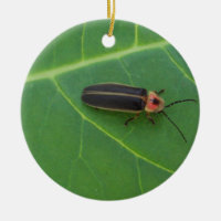 Blitz-Wanze auf Blatt