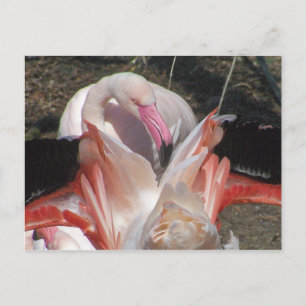 Blitze ich! postkarte