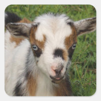 Blitzy Tri Color Nigerian Zwarf Ziegenkid