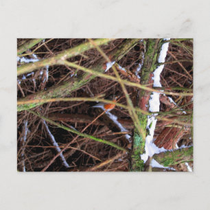 Blizzard Bird CB Postkarte