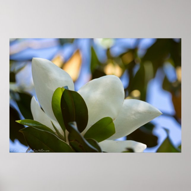 Blizzard Sky Southern Magnolia Poster Print (Vorne)
