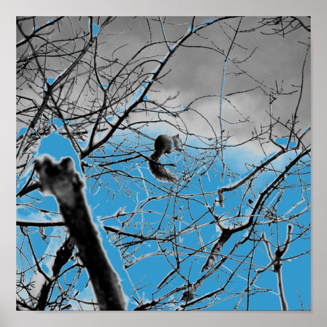Blizzard Squirel B+W Poster (Vorne)