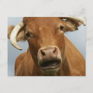 Blöde Kuh Postkarte