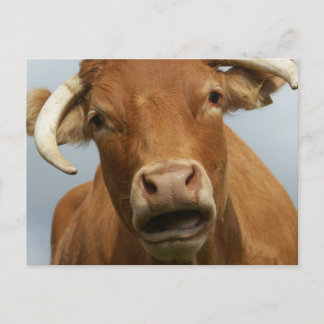 Blöde Kuh Postkarte