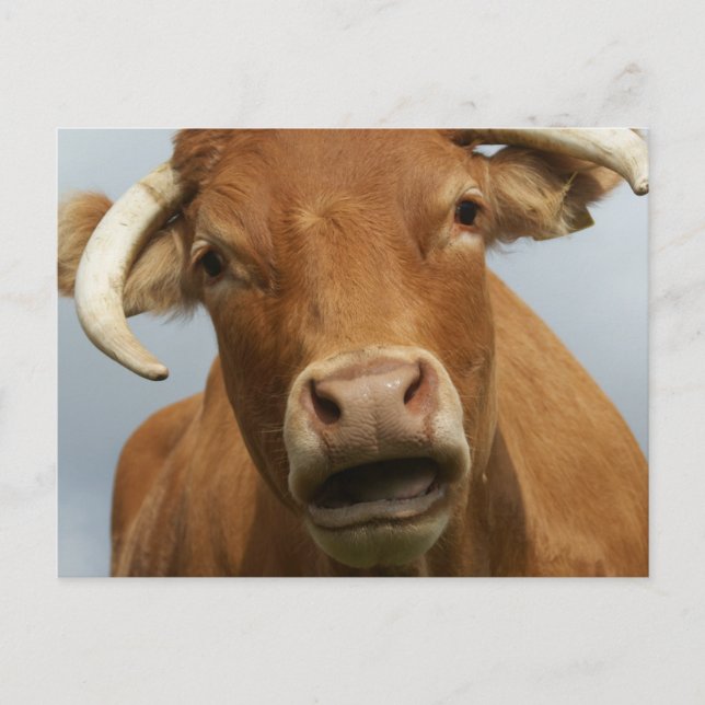 Blöde Kuh Postkarte (Vorderseite)
