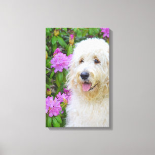 Blond Goldendoodle Hund im Garten Leinwanddruck