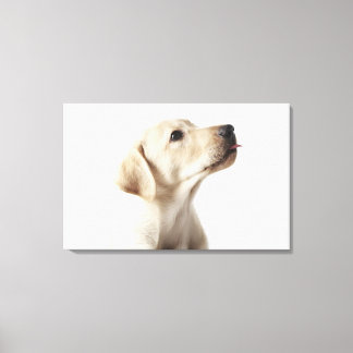 Blond Labrador Welpe, die die Zunge heraushält Leinwanddruck