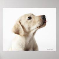 Blond Labrador Welpe, die die Zunge heraushält