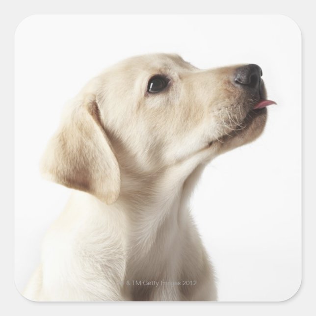 Blond Labrador Welpe, die die Zunge heraushält Quadratischer Aufkleber (Vorderseite)