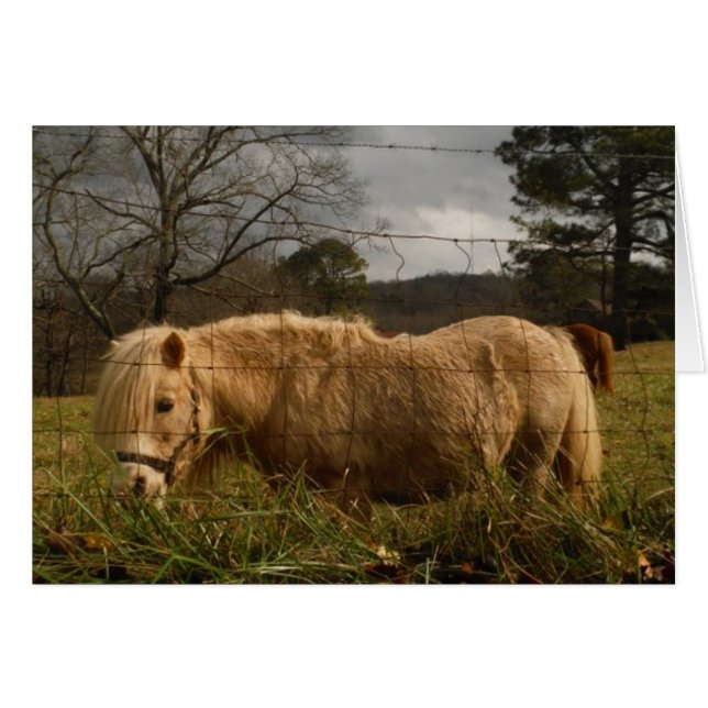 Blond Miniature Pony / Pferd (Vorderseite (Horizontal))