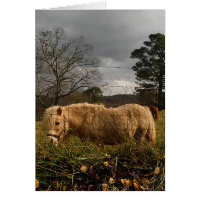 Blond Miniature Pony / Pferd (Vorne)