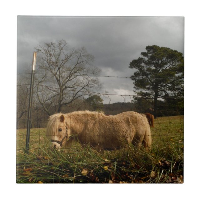 Blond Miniature Pony / Pferd Fliese (Vorderseite)