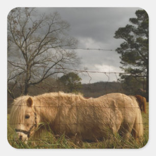 Blond Miniature Pony / Pferd Quadratischer Aufkleber