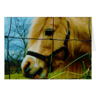 Blond Miniature Pony / Pferdeblauer Himmel