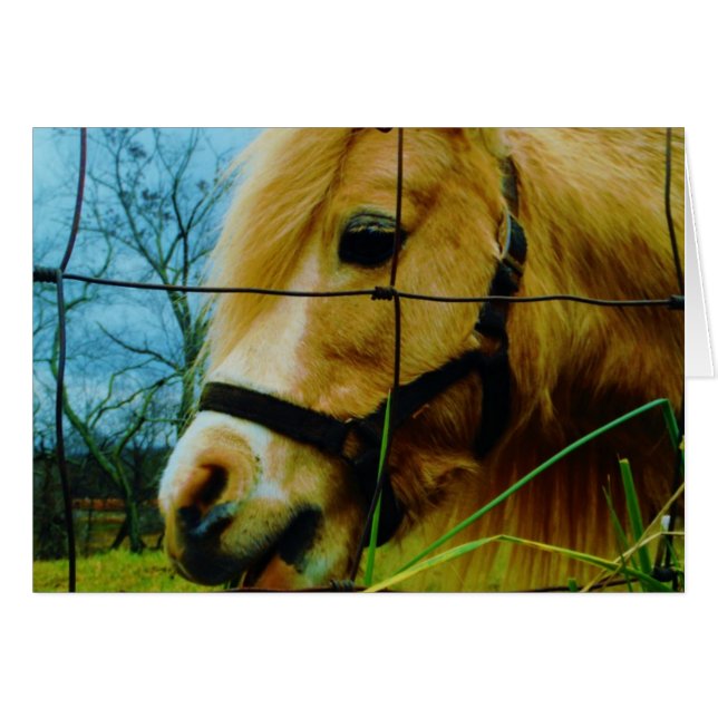 Blond Miniature Pony / Pferdeblauer Himmel (Vorderseite (Horizontal))
