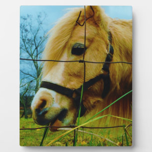 Blond Miniature Pony / Pferdeblauer Himmel Fotoplatte