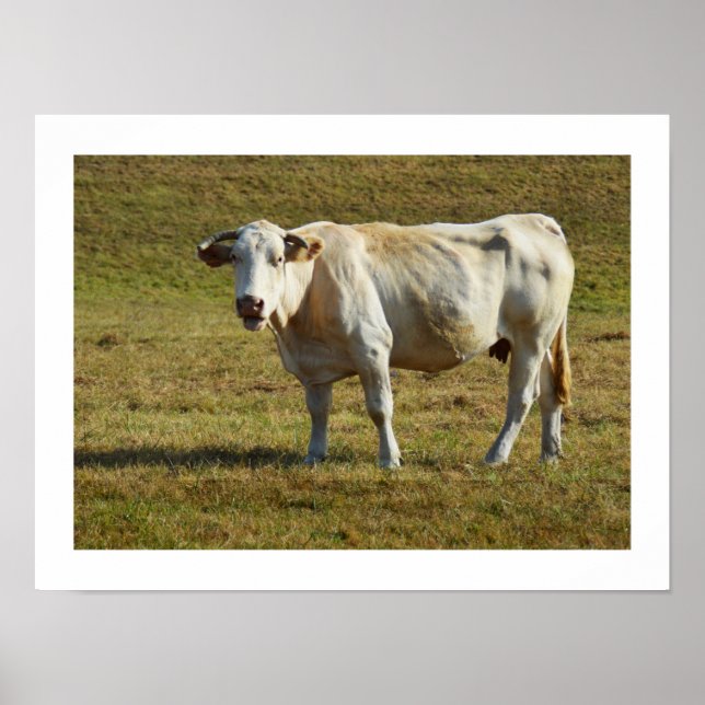 Blonde-Aquitaine-Kuh Poster (Vorne)