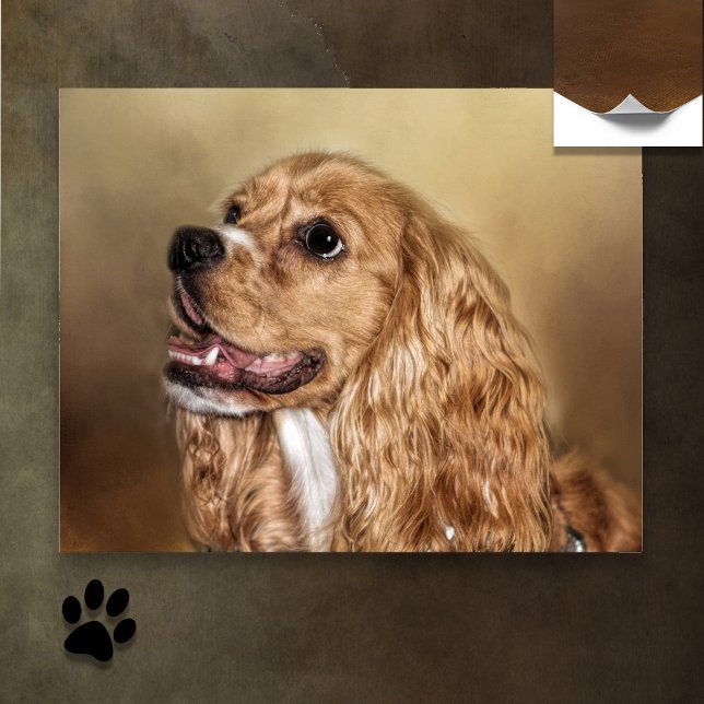 Blonde Cocker Spaniel Poster (Von Creator hochgeladen)