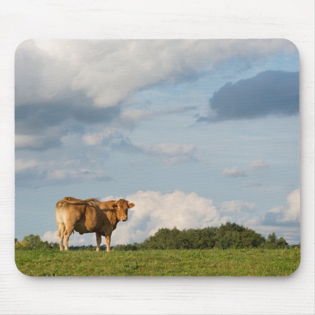 Blonde d'Aquitaine Kuh in Dordogne-Region, Mousepad (Vorne)