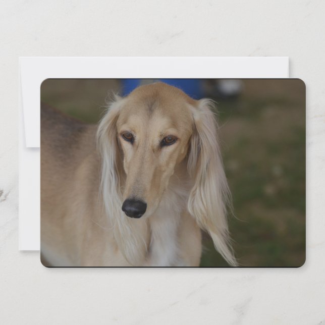 Blonde Saluki Hund Einladung (Vorderseite)