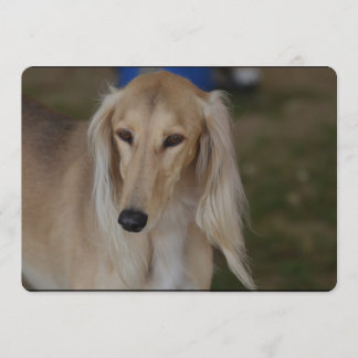 Blonde Saluki Hund Einladung