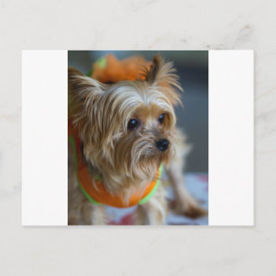 Blonde Yorkshire Terrier Postkarte