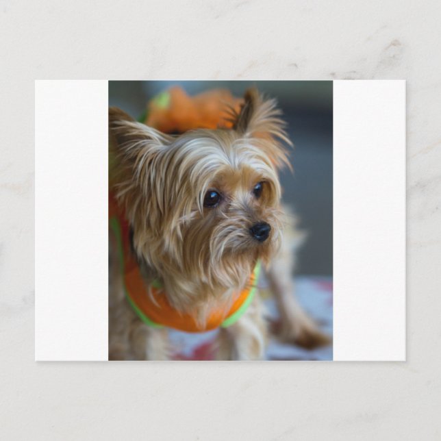 Blonde Yorkshire Terrier Postkarte (Vorderseite)
