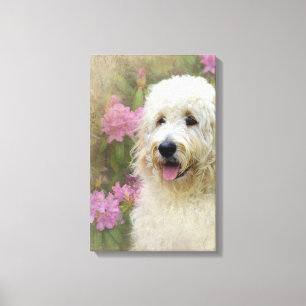 blonder Goldendoodle-Hund im Garten Leinwanddruck