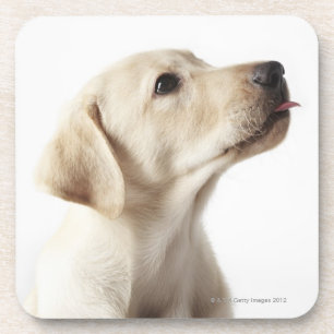 Blonder Labrador-Welpe, der heraus Zunge haftet Getränkeuntersetzer