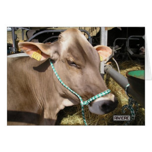 Blondes d'Aquitaine