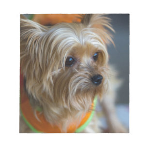 Blondes Yorkshire Terrier Notizblock
