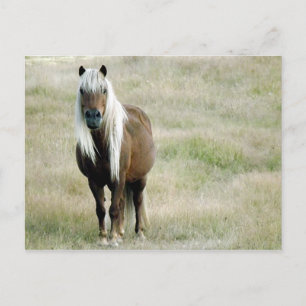 Blondinen haben mehr Spaß Postkarte