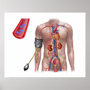 Blood Pressure And Circulatory System Poster