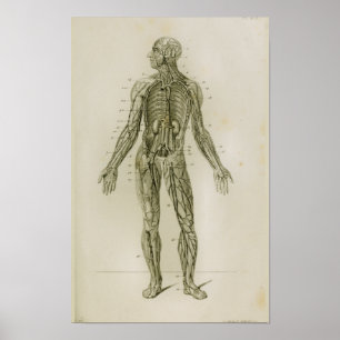 Blood Vessels Veins Vintage Anatomy Print Poster