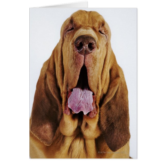 Bloodhound (St. Hubert Hound) mit geschlossenen Au (Vorne)