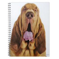 Bloodhound (St. Hubert Hound) mit geschlossenen Au