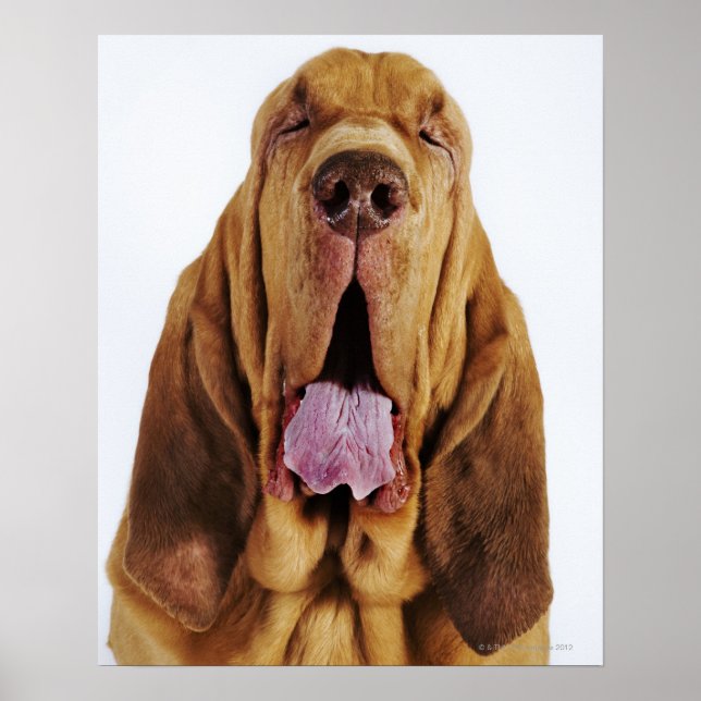 Bloodhound (St. Hubert Hound) mit geschlossenen Au Poster (Vorne)