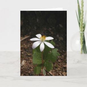 Bloodroot-Blume Karte