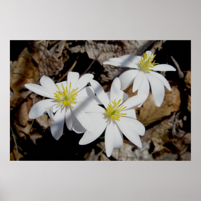 Bloodroot Trio Poster (Vorne)