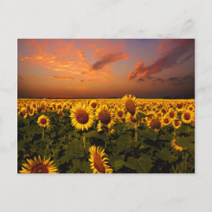 Bloody Skies Postkarte