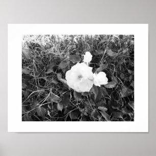 Bloom Black und White Fotografy Poster