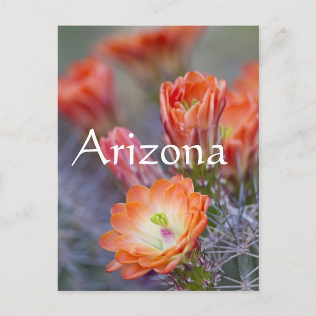 Bloom in Orange, Arizona Postkarte (Vorderseite)