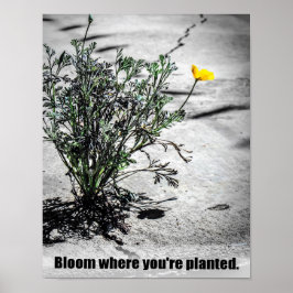 Bloom, wo Sie Motivierend Poster gepflanzt sind
