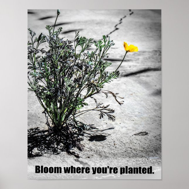 Bloom, wo Sie Motivierend Poster gepflanzt sind (Vorne)