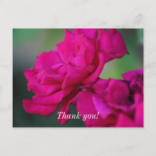 Bloomed Pink Rose Danke, Postcard Postkarte