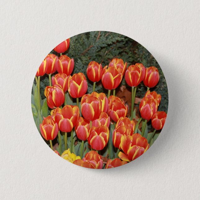 Bloomin' Tulips! Button (Vorderseite)
