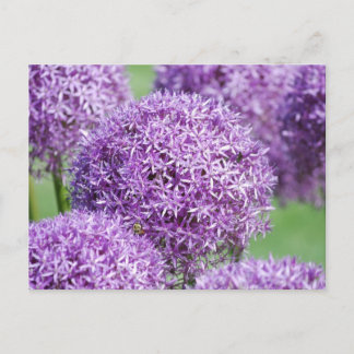 Blooming Allium Blume Postcard Postkarte